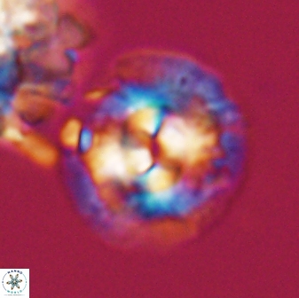 Chontriemfanisi apomnemoneumus 24069