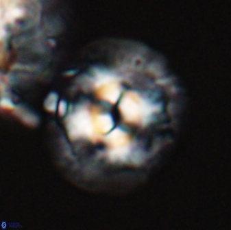 Chontriemfanisi apomnemoneumus 24070