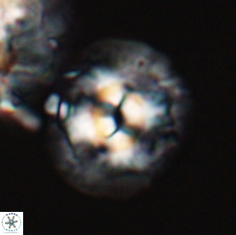 Chontriemfanisi apomnemoneumus 24070