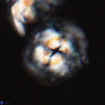Chontriemfanisi apomnemoneumus 24071