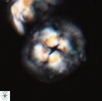 Chontriemfanisi apomnemoneumus 24071