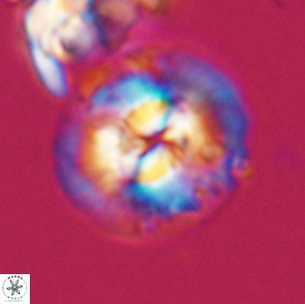 Chontriemfanisi apomnemoneumus 24072