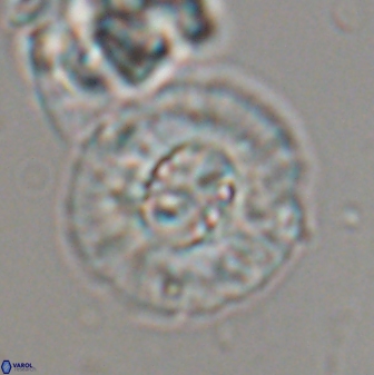 Chontriemfanisi apomnemoneumus 24073