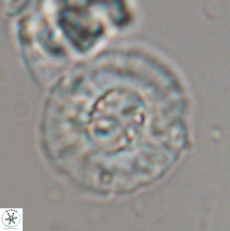 Chontriemfanisi apomnemoneumus 24073