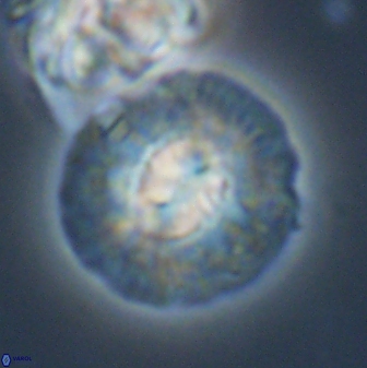 Chontriemfanisi apomnemoneumus 24074