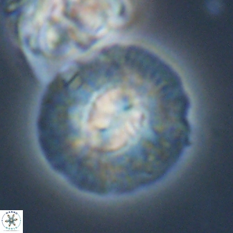 Chontriemfanisi apomnemoneumus 24074