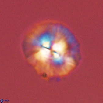 Chontriemfanisi apomnemoneumus 55744