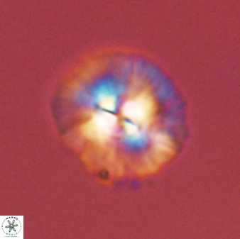 Chontriemfanisi apomnemoneumus 55744