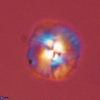 Chontriemfanisi apomnemoneumus 55745