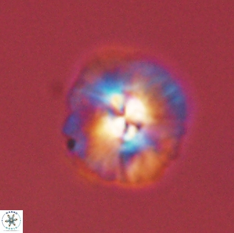 Chontriemfanisi apomnemoneumus 55745