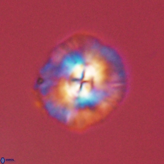 Chontriemfanisi apomnemoneumus 55749