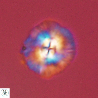 Chontriemfanisi apomnemoneumus 55749