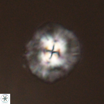 Chontriemfanisi apomnemoneumus 55751