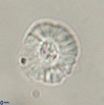 Chontriemfanisi apomnemoneumus 55754