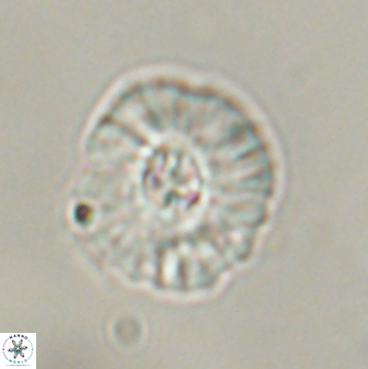 Chontriemfanisi apomnemoneumus 55754