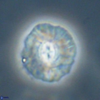 Chontriemfanisi apomnemoneumus 55755