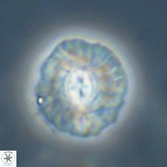 Chontriemfanisi apomnemoneumus 55755
