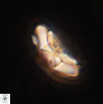 Chontriemfanisi apomnemoneumus 55772