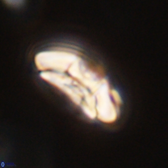 Chontriemfanisi apomnemoneumus 55779