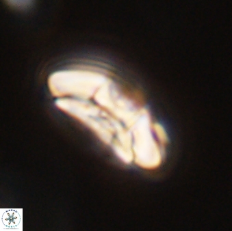 Chontriemfanisi apomnemoneumus 55779