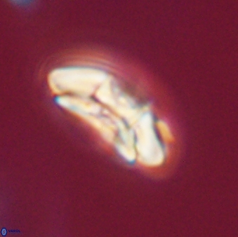 Chontriemfanisi apomnemoneumus 55780