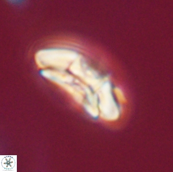 Chontriemfanisi apomnemoneumus 55780