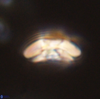 Chontriemfanisi apomnemoneumus 55789