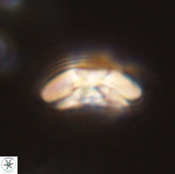 Chontriemfanisi apomnemoneumus 55789