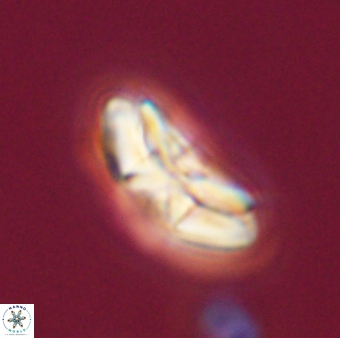 Chontriemfanisi apomnemoneumus 55791