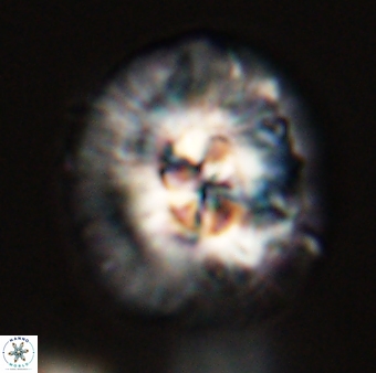 Chontriemfanisi apomnemoneumus 56422