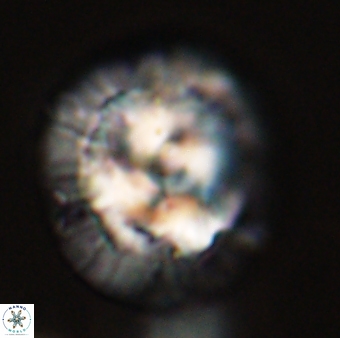 Chontriemfanisi apomnemoneumus 56424