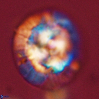 Chontriemfanisi apomnemoneumus 56425