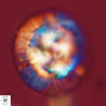 Chontriemfanisi apomnemoneumus 56425