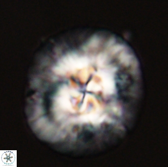 Chontriemfanisi apomnemoneumus 56436