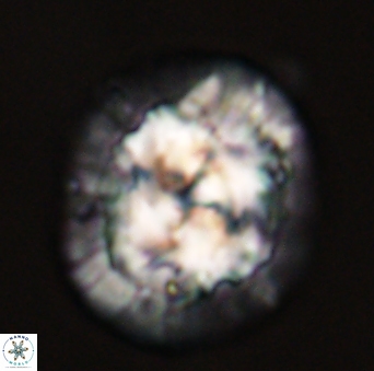 Chontriemfanisi apomnemoneumus 56437