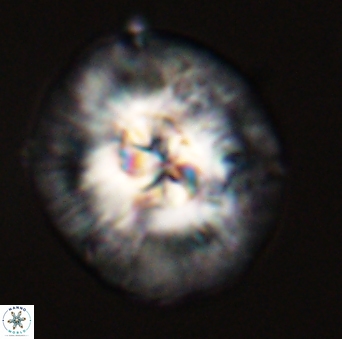 Chontriemfanisi apomnemoneumus 56441