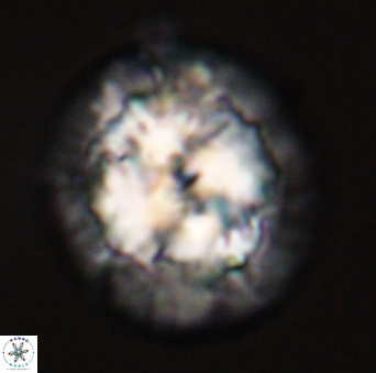 Chontriemfanisi apomnemoneumus 56442