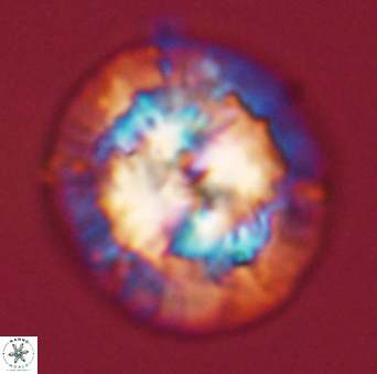 Chontriemfanisi apomnemoneumus 56443