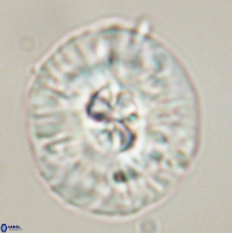 Chontriemfanisi apomnemoneumus 56444