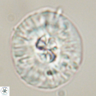 Chontriemfanisi apomnemoneumus 56444