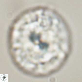 Chontriemfanisi apomnemoneumus 56445