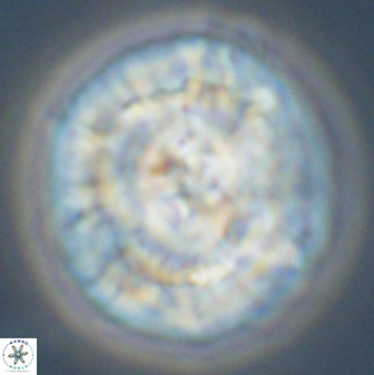 Chontriemfanisi apomnemoneumus 56448
