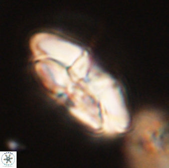 Chontriemfanisi apomnemoneumus 56456