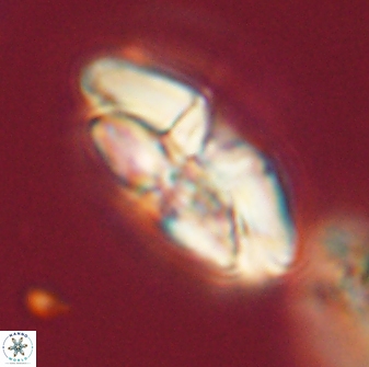 Chontriemfanisi apomnemoneumus 56457