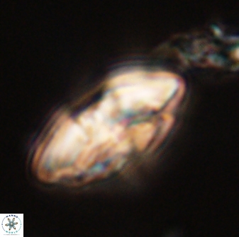Chontriemfanisi apomnemoneumus 56461