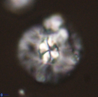 Chontriemfanisi apomnemoneumus 59356