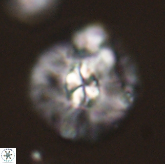 Chontriemfanisi apomnemoneumus 59356