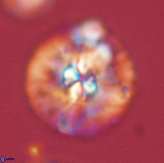 Chontriemfanisi apomnemoneumus 59357