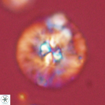 Chontriemfanisi apomnemoneumus 59357