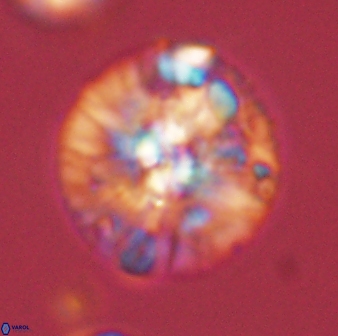 Chontriemfanisi apomnemoneumus 59358
